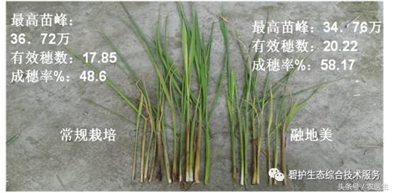 硅肥对植物有什么用,硅肥对作物的影响