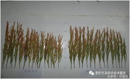 硅肥对植物有什么用,硅肥对作物的影响