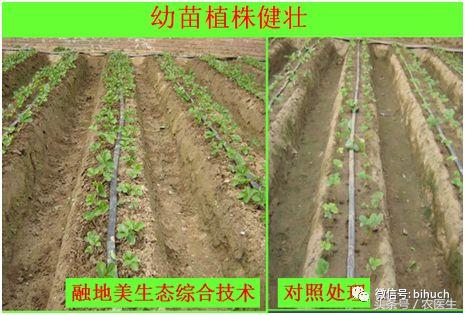 硅肥对植物有什么用,硅肥对作物的影响