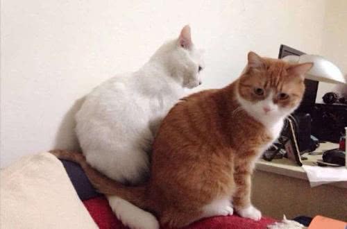 当代网红为了博眼球能做出来什么,网红博取眼球