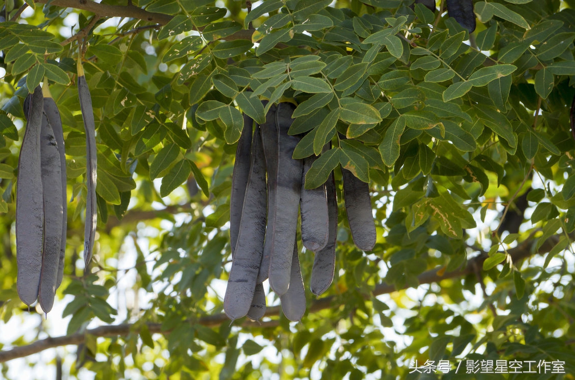 改良优质皂角树种排名,皂角树种植几年有收益