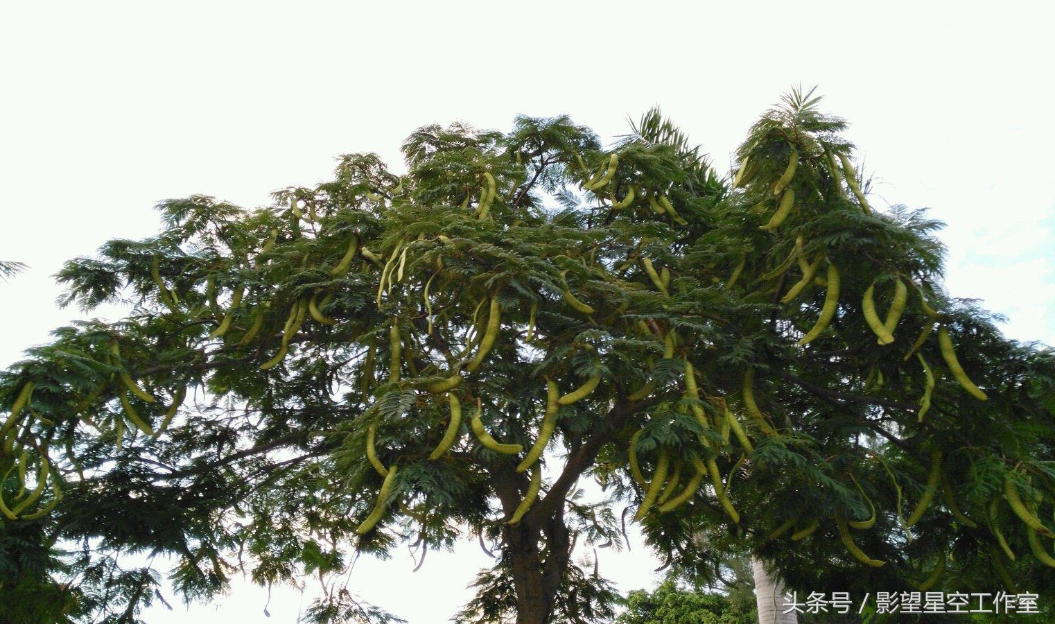 改良优质皂角树种排名,皂角树种植几年有收益