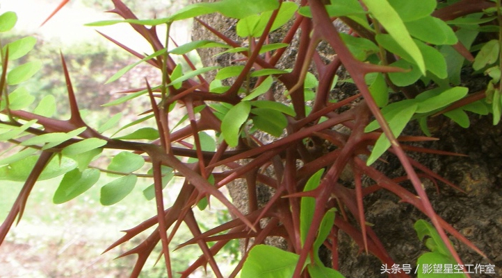 改良优质皂角树种排名,皂角树种植几年有收益