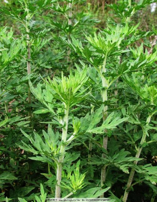 怎样识别艾草菖蒲,艾草怎么识别真假