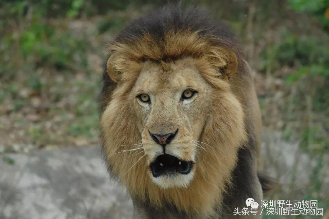 足球球员动物化,足球界马儿