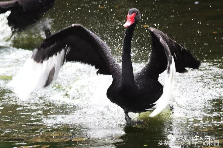 足球球员动物化,足球界马儿