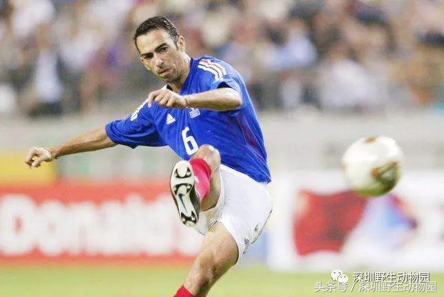 足球球员动物化,足球界马儿