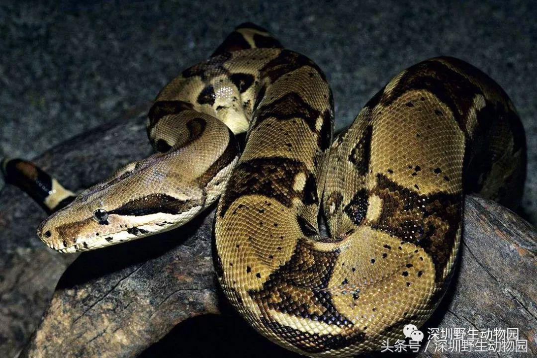 足球球员动物化,足球界马儿