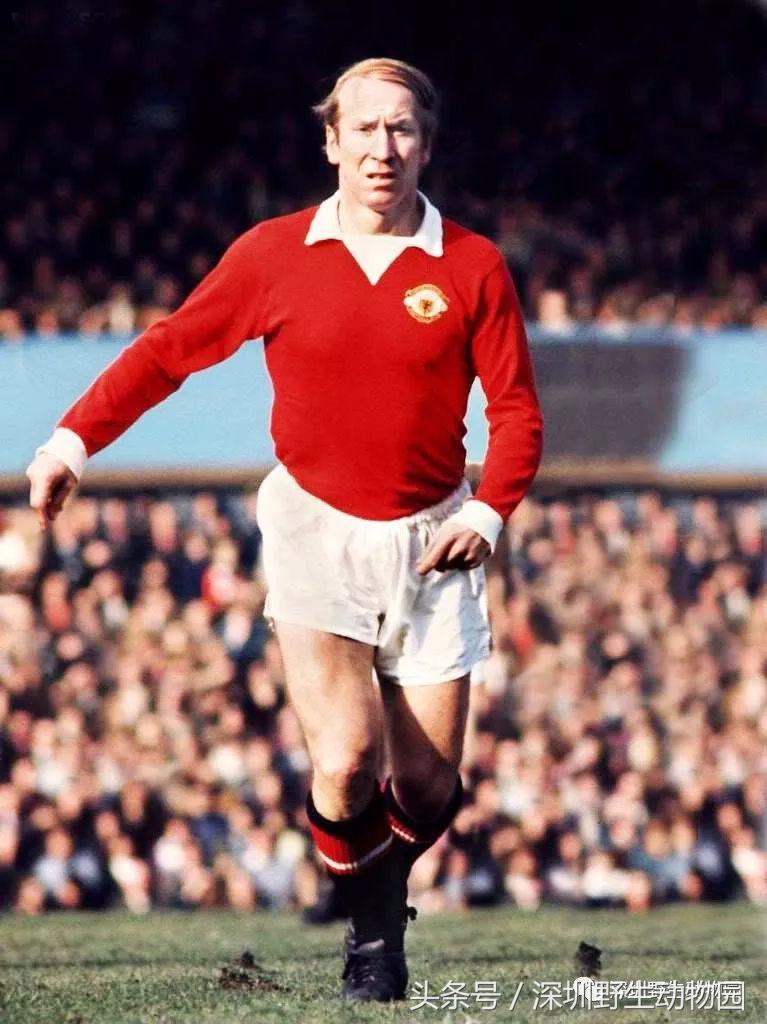 足球球员动物化,足球界马儿