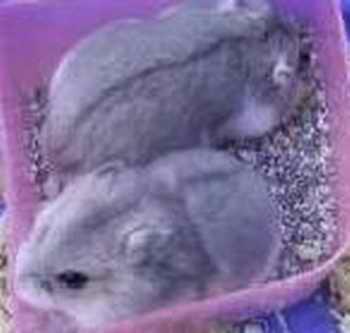 坎贝尔仓鼠大全,坎贝尔仓鼠怎么配对的