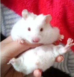 坎贝尔仓鼠大全,坎贝尔仓鼠怎么配对的