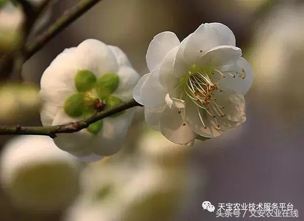 中药材产新时间表,中药材采收时间表