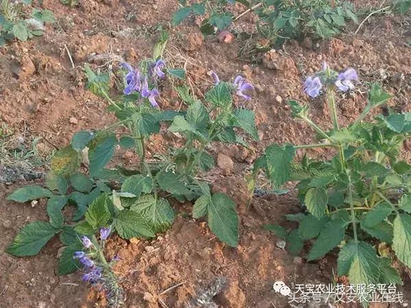 中药材产新时间表,中药材采收时间表