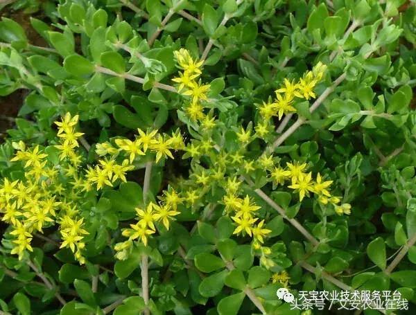 中药材产新时间表,中药材采收时间表