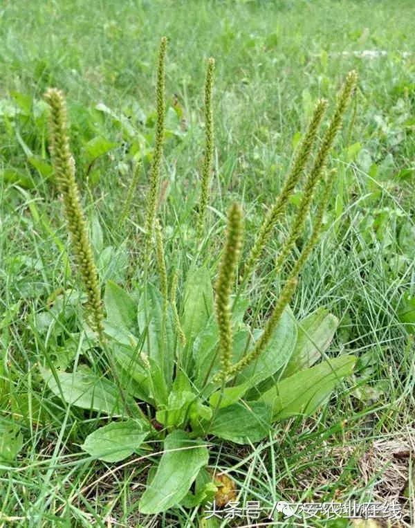 中药材产新时间表,中药材采收时间表