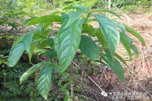 中药材产新时间表,中药材采收时间表