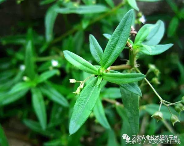 中药材产新时间表,中药材采收时间表