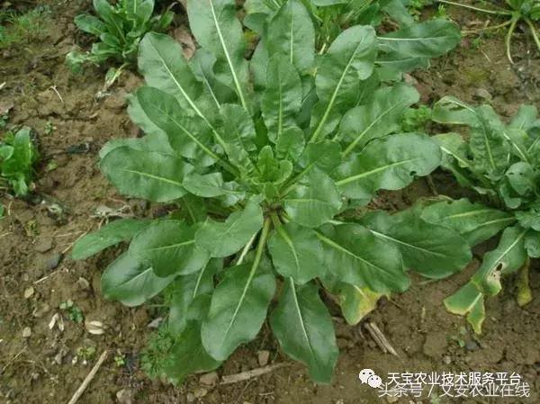 中药材产新时间表,中药材采收时间表