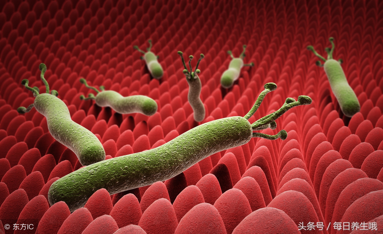 桑葚治幽门螺杆菌冲水喝吗,养胃杀幽门杆菌的中药泡水