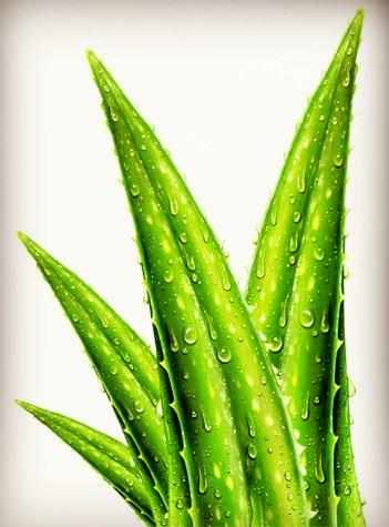 女王芦荟小苗移植方法,女王芦荟的正确养殖方法