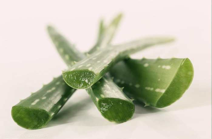 女王芦荟小苗移植方法,女王芦荟的正确养殖方法