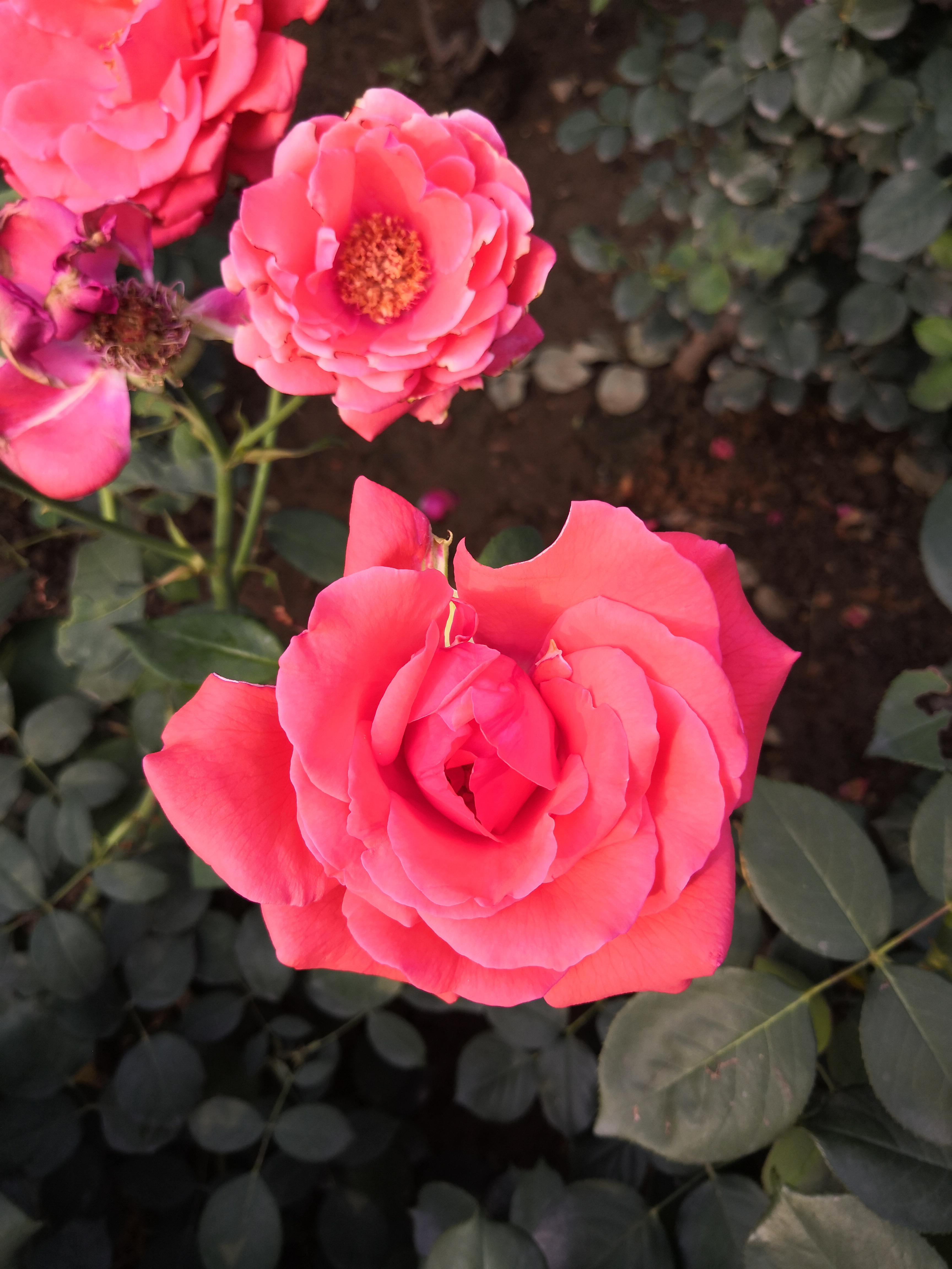 流感后期流鼻涕咳嗽怎么办,流感的咳嗽是干咳还是有痰