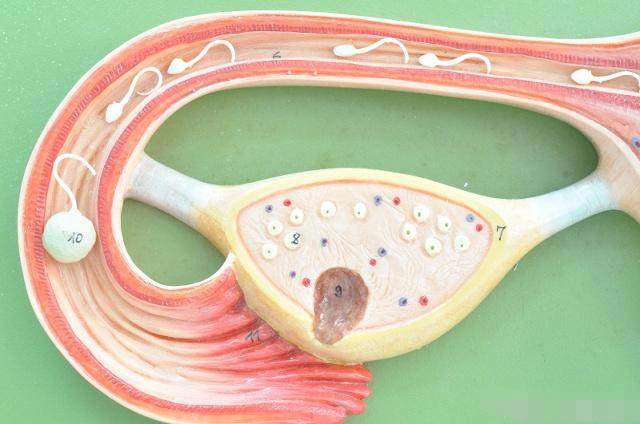 备孕女性监测排卵的3个窍门,女人怀孕有哪些信号