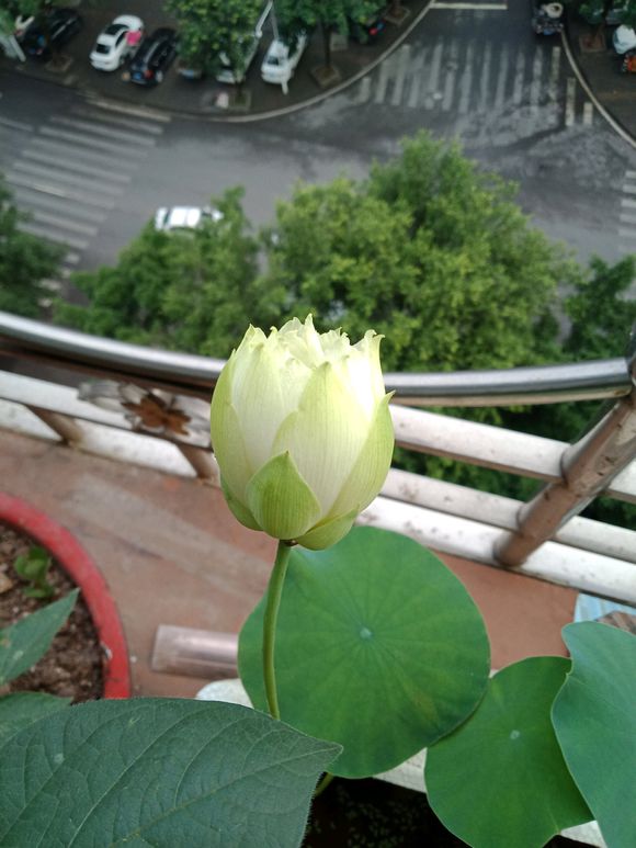 海碗养碗莲,四季开花碗莲生长全过程