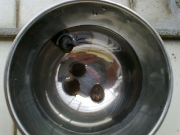 海碗养碗莲,四季开花碗莲生长全过程