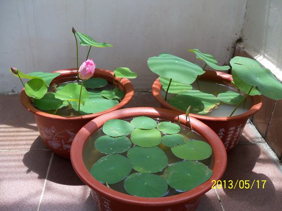 海碗养碗莲,四季开花碗莲生长全过程