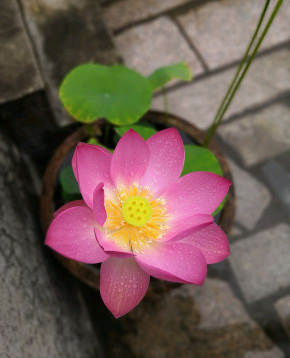 海碗养碗莲,四季开花碗莲生长全过程