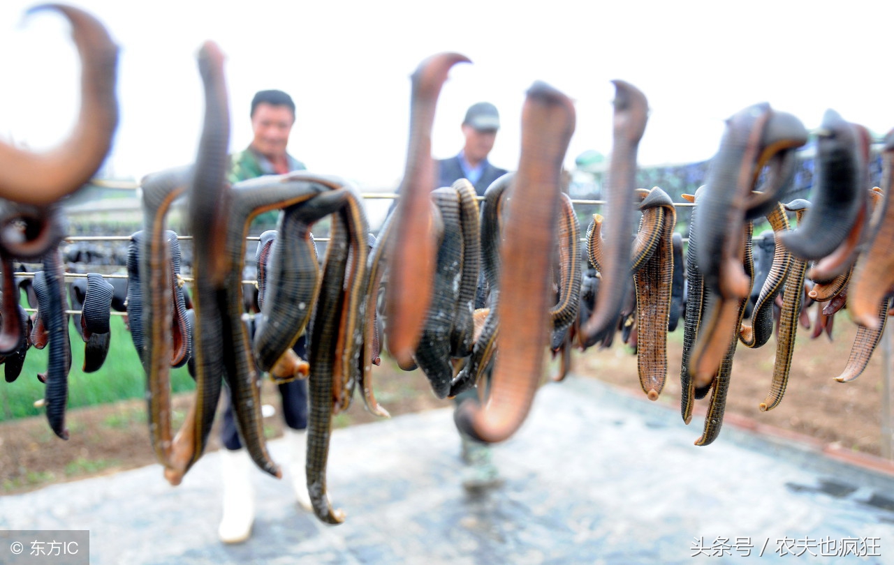 蚂蟥在土里生活吗,蚂蟥在野外