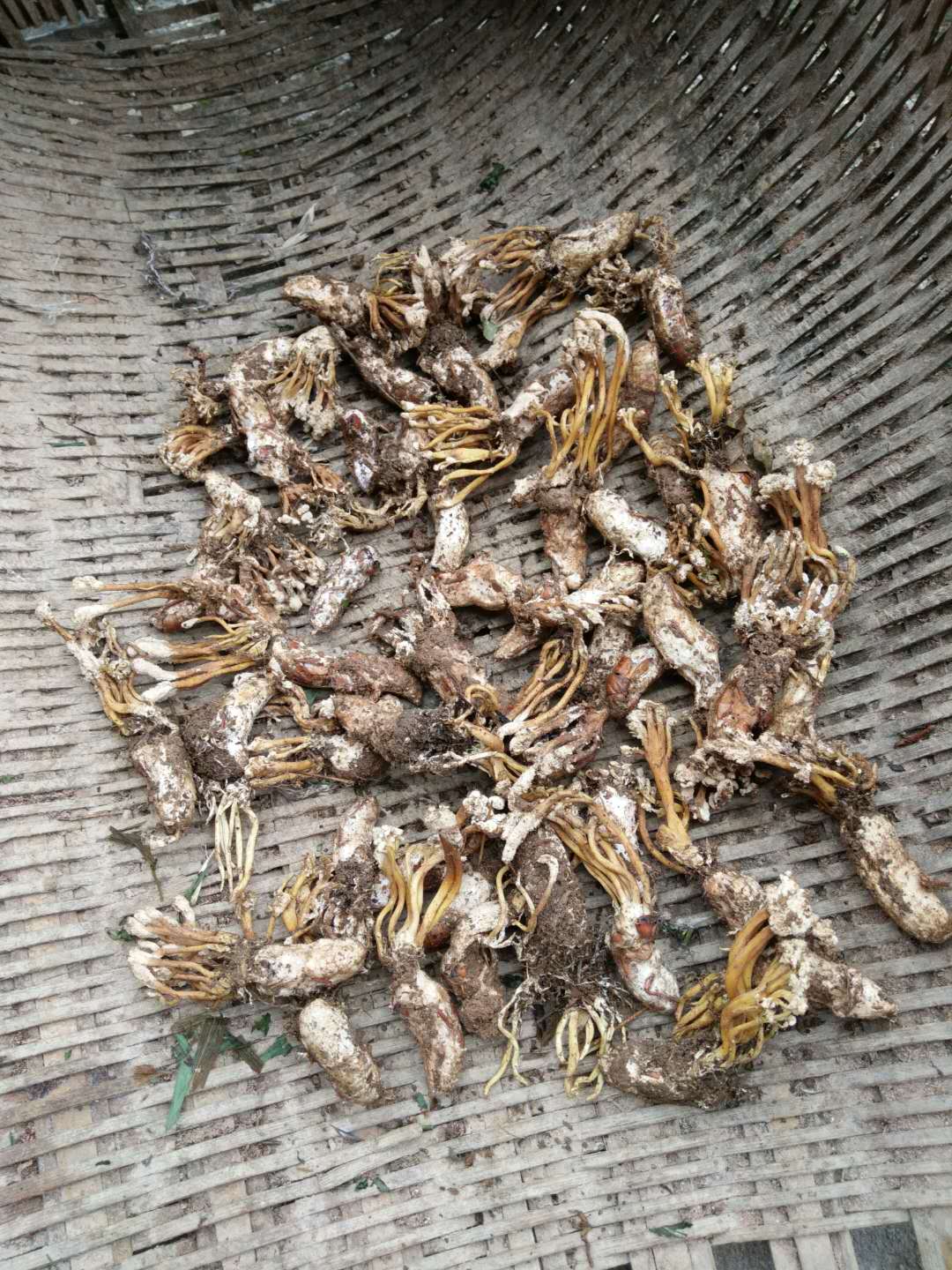 农村人的冬虫夏草不知道的快看看,农村山上的冬虫夏草