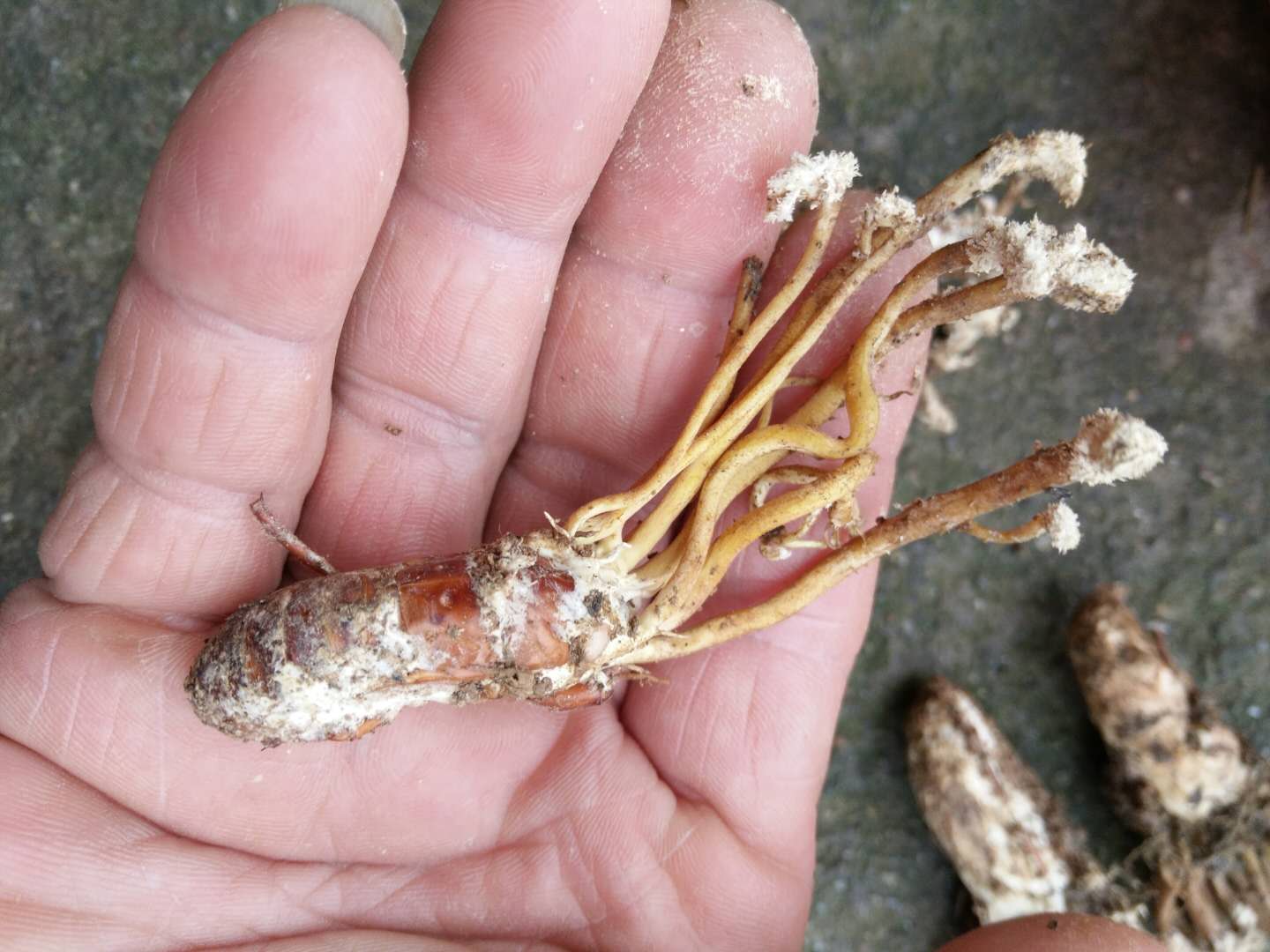 农村人的冬虫夏草不知道的快看看,农村山上的冬虫夏草