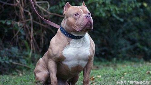 纯种比特犬能打过狼吗,比特犬对战野狼