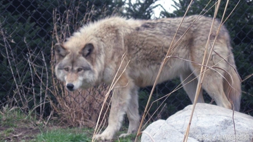 纯种比特犬能打过狼吗,比特犬对战野狼
