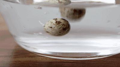 鸽子蛋的营养价值有多高,鸽子蛋的营养价目表