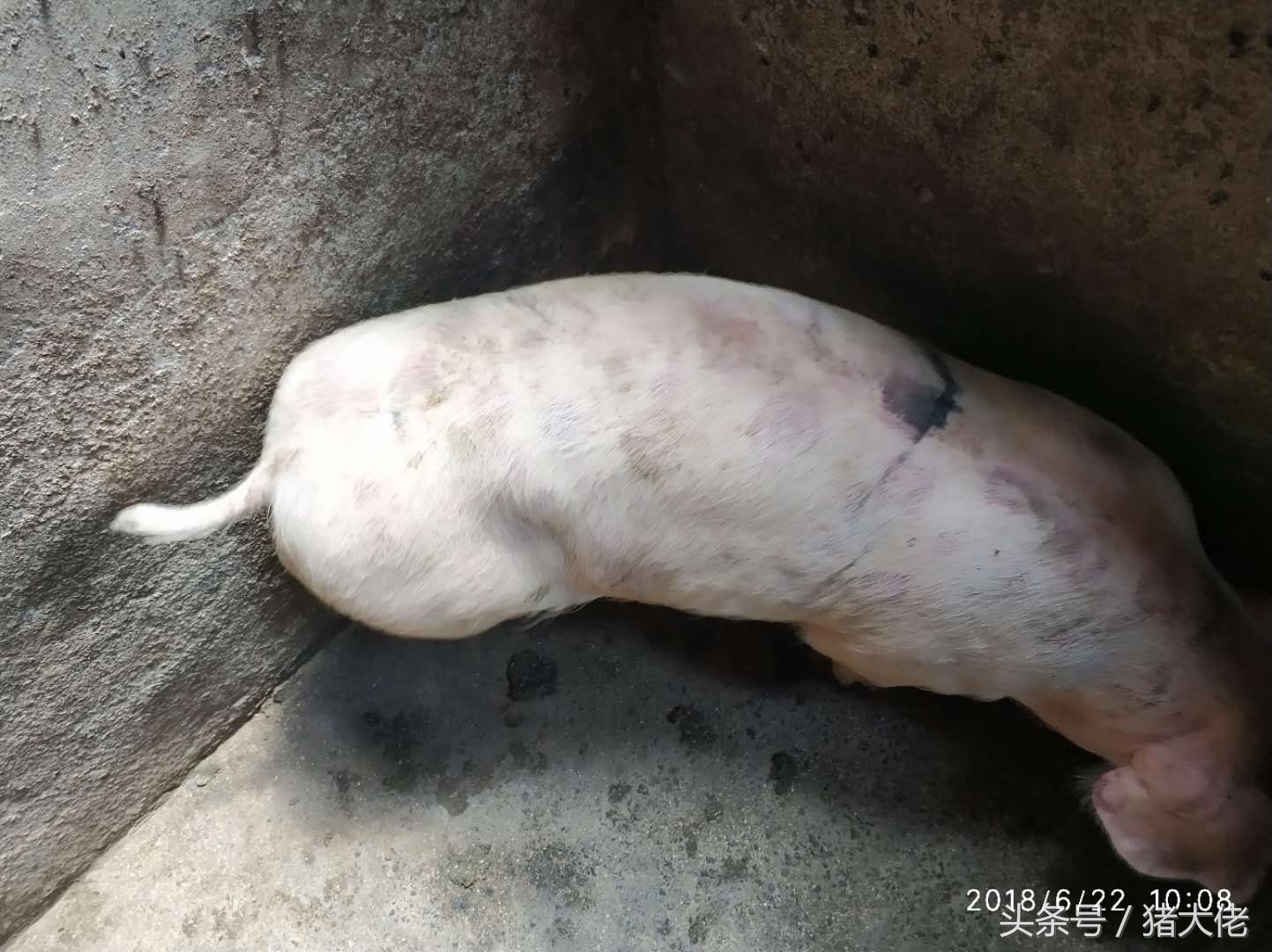 猪场发生猪瘟的防治措施,猪场出现大批量猪丹毒怎么预防