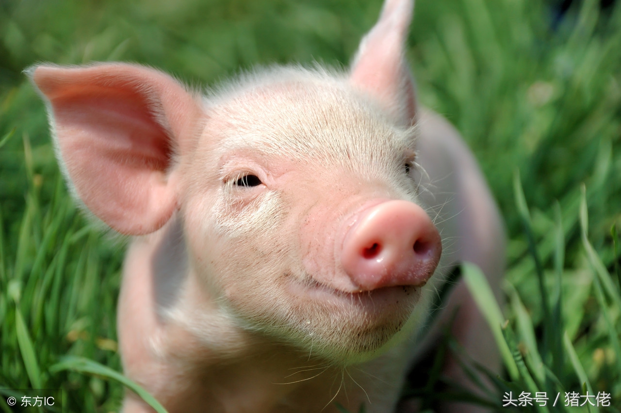 猪场发生猪瘟的防治措施,猪场出现大批量猪丹毒怎么预防