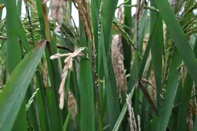 水稻得了白穗病怎么办？哪些原因引起的？该怎么防治？