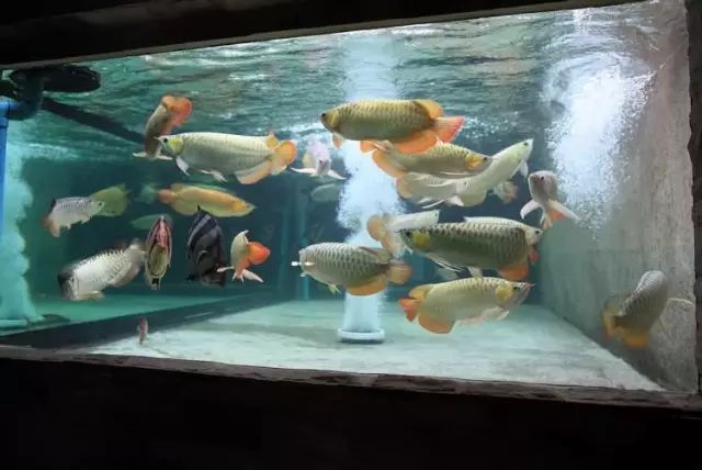 小型热带鱼的大致混养原则,新手热带鱼推荐混养