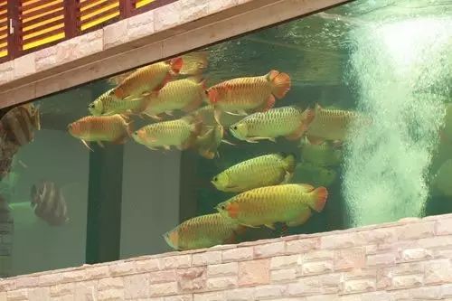 小型热带鱼的大致混养原则,新手热带鱼推荐混养