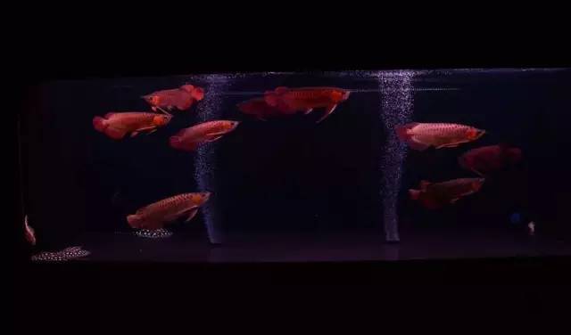 小型热带鱼的大致混养原则,新手热带鱼推荐混养