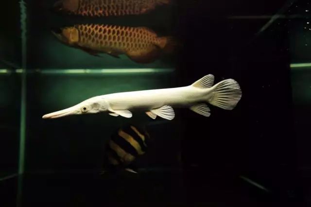 小型热带鱼的大致混养原则,新手热带鱼推荐混养