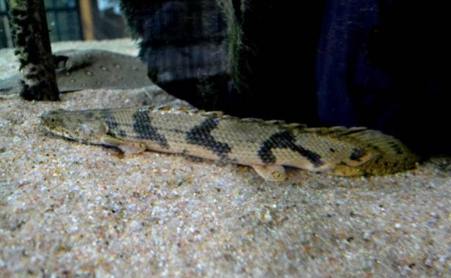 小型热带鱼的大致混养原则,新手热带鱼推荐混养