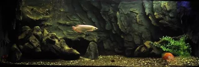 小型热带鱼的大致混养原则,新手热带鱼推荐混养