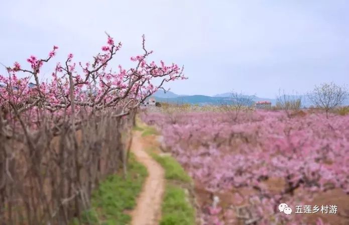 听说，这8类人最适合来五莲！是你吗？