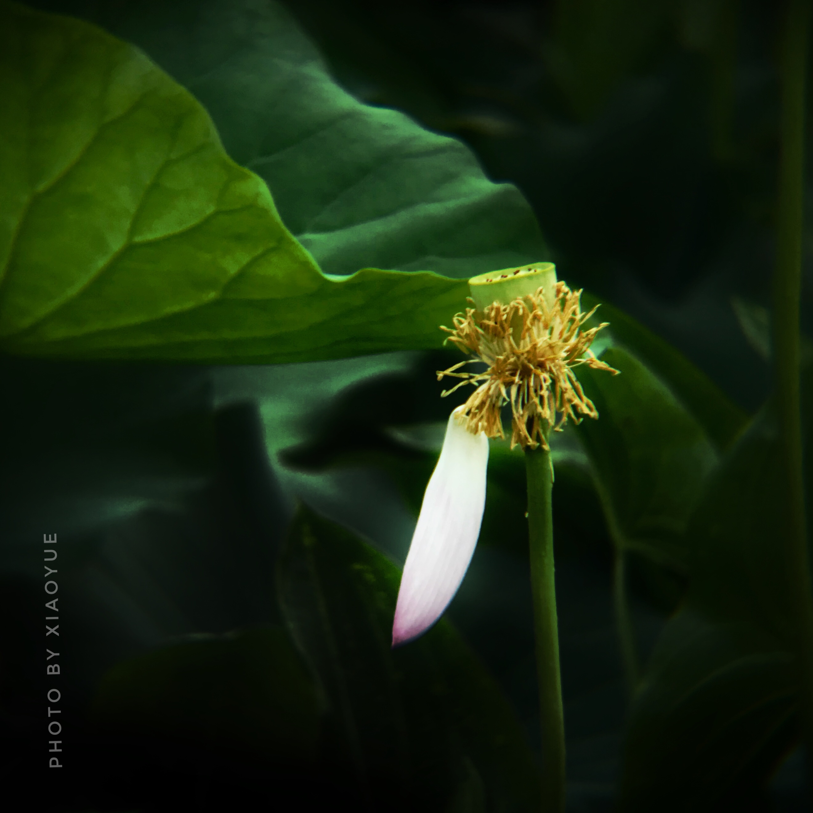 5个技巧拍出超有意境的荷花照,手机拍摄荷花最好的参数