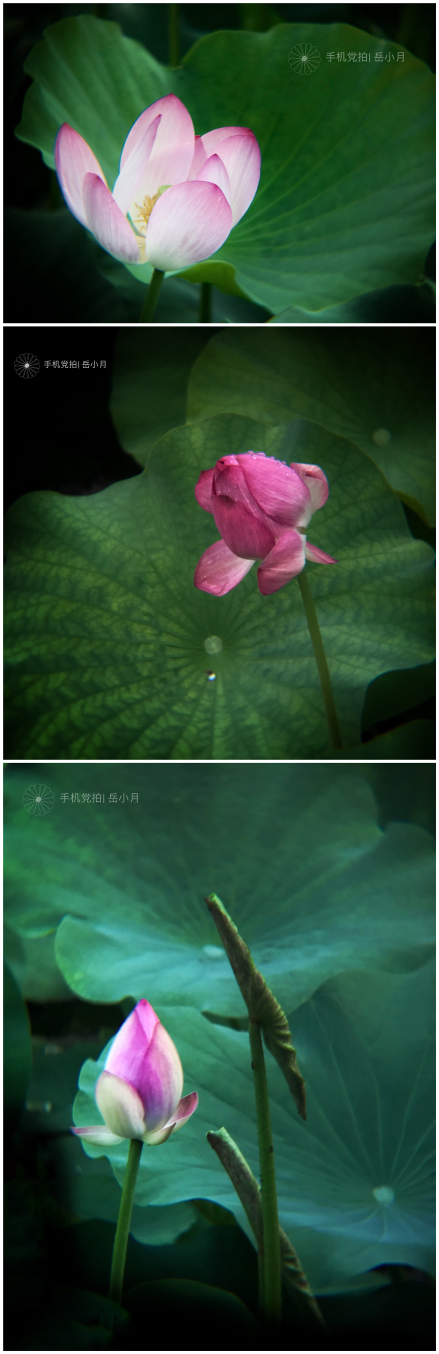 5个技巧拍出超有意境的荷花照,手机拍摄荷花最好的参数