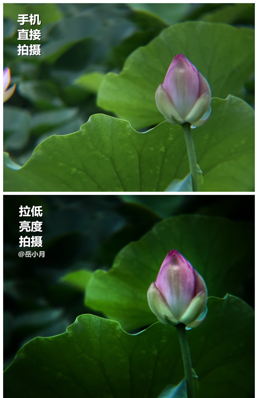 5个技巧拍出超有意境的荷花照,手机拍摄荷花最好的参数